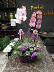 Şık Renkli Orkideler Bakırköy Çiçek Gönder
